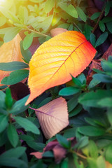 Obraz premium Orange dead leaves in the sun against a green leafy background