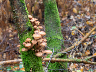 Clump of Young Honey Fungus