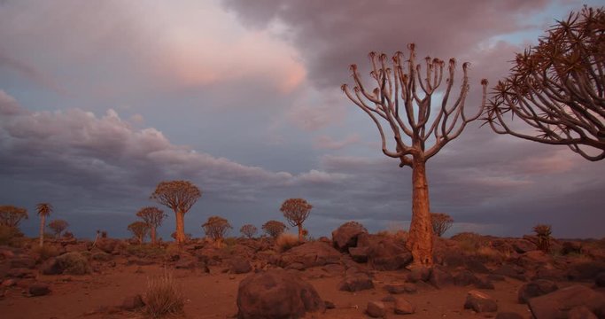 Panoramic view on the quiver tree forest and the colorful sky during sunset, 4k