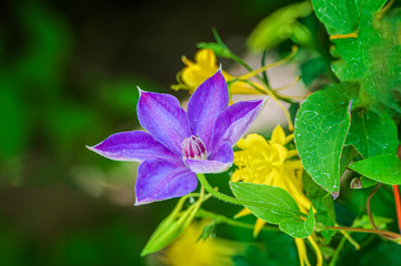 Clematis Blossom in a Garden 