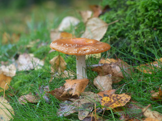 Brown Fungi on Woodland Floor