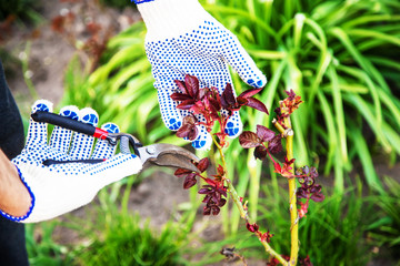 pruning rose bushes.selective focus