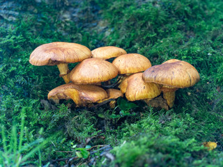 Orange Mushroom Fungi in Woodland