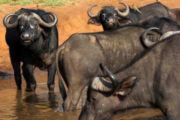 A herd of African Buffaloes in a watering hole in Masai Mara on a sunny September afternoon