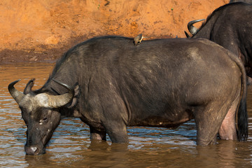 An African Buffalo drinking water in a watering hole in Masai Mara on a sunny September afternoon