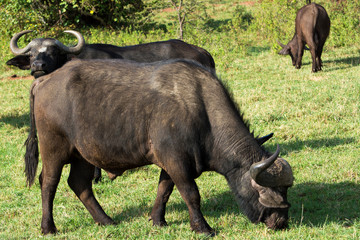 A herd of African Buffaloes in a grassy area in Masai Mara on a sunny September afternoon
