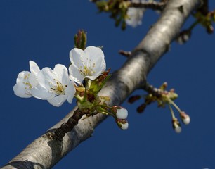 blooming cherry tree