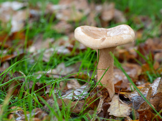 Milkcap mushroom in wet grass
