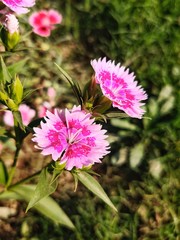 Fototapeta premium pink cosmos flower