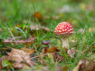 Fly Agaric Fungi  on Forest floor