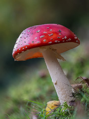 Fly Agaric Fungi  on Forest floor