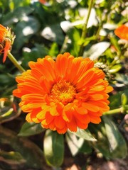 orange dahlia flower