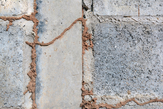 the line of termite nest on a cement wall