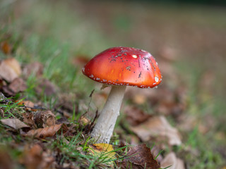 Fly Agaric Fungi  on Forest floor