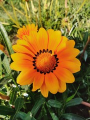 flower of calendula