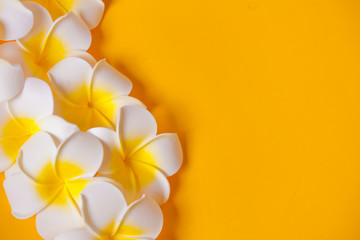 Frangipani plumeria flowers on the yellow background. Copy space. Top view. Tropical composition.