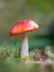 Fly Agaric Fungi  on Forest floor