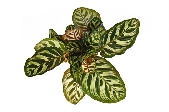 Top view of tropical 'Calathea Makoyana' Prayer Plant with beautiful pattern isolated on white background