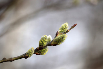 Pussy willow flowers on the branch, blooming verba in spring forest. Palm Sunday symbol, yellow catkins	