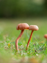 Fototapeta premium Laccaria laccata mushroom. Orange Deceiver.