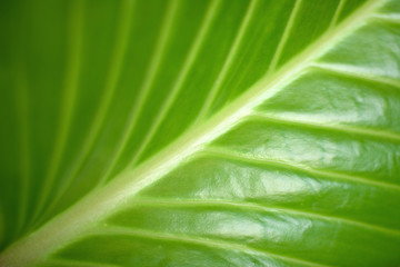 Tropical green leaf texture