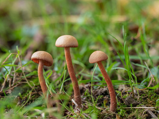 Laccaria laccata mushroom. Orange Deceiver.