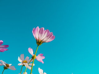 beutiful flowers with the blue sky