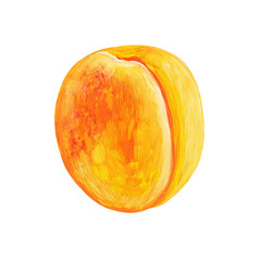 Fototapeta premium Whole ripe orange bright apricot isolated on a white background. Fruit illustration of apricot hand-drawn by gouache in the style of realism.