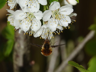 bee fly (Bombylius major) feeding on cherry blossom