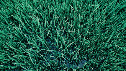 grass, natural spring background blurred green, selective focus   