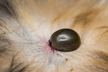 adult tick on the skin surface of a cat, before lay eggs