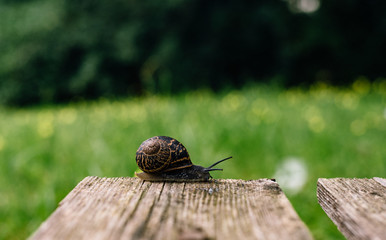Snail on the wood - snail in the garden. on the green grass background 