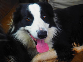 Happy border collie dog in the car