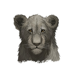 Panthera leo watercolor baby tabby portrait in closeup. Mammal with black furry coat feline animal. Predator from wild environment drawing with text brush. Carnivore creature digital art illustration