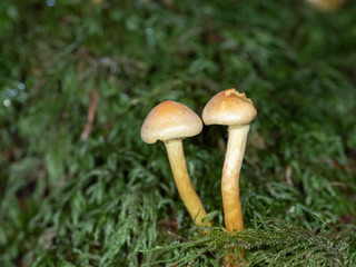 Brown Fungi on Woodland Floor