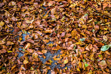 Leafs carpet