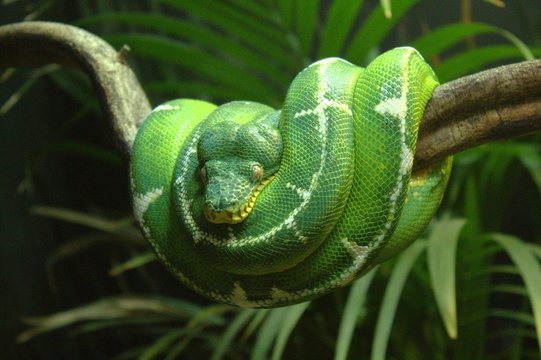 Snake on a branch