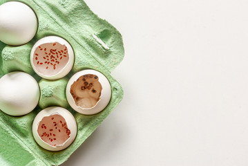 Growing seedlings, microgreens in an empty shell of chicken eggs.