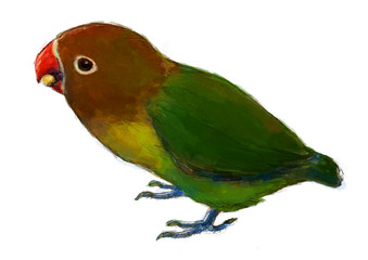 エサを食べるボタンインコ Lovebird