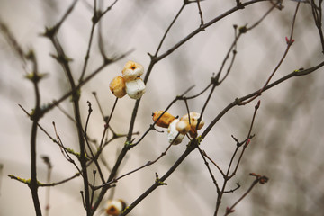 Wild weathered berries on bush branches without leaves