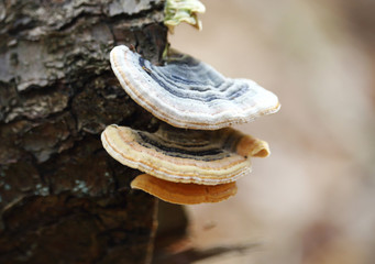 Wild young mushrooms growing on tree log