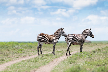 Fototapeta na wymiar 2 Zebras standing in the wild Tanzanian Savanna 