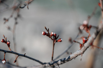 background with branches of blossoming apricot