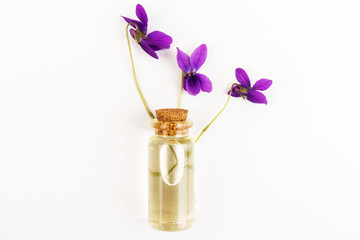 Herbaceous perennial plant - Viola odorata. Spring  purple flowers of violets close up