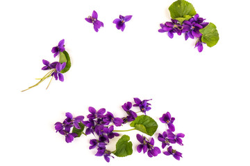 Naklejka na ściany i meble Herbaceous perennial plant - Viola odorata. Spring purple flowers of violets close up