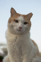 じっと見つめているハチワレ模様の猫