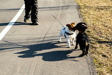 Two little dogs on walks with their owners, white jack russell terrier with brown spots and black dachshund with red collar in park, play, jump, sniff, playfully bite each other, flirt. Dogs in motion