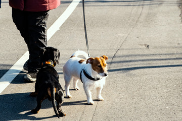 Two little dogs on walks with their owners, white jack russell terrier with brown spots and black dachshund with red collar in park, play, jump, sniff, playfully bite each other, flirt. Dogs in motion