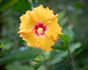 yellow flower in the garden