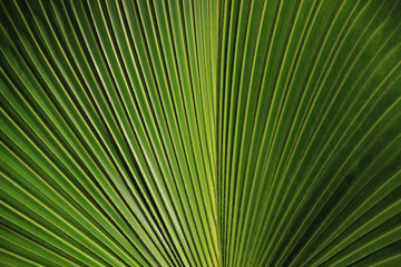 Natural Green Textured Background Hd. Palm Leaf Close-up.